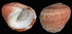 Nerita albicilla