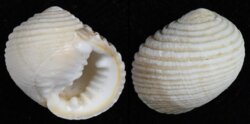 Nerita plicata