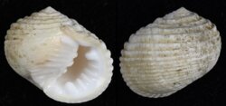 Nerita plicata