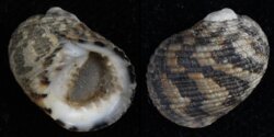 Nerita undata