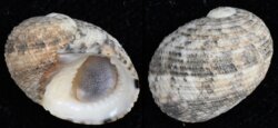 Nerita undata