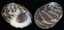 Nerita undata