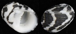 Nerita undata