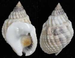 Nassarius arcularius plicatus