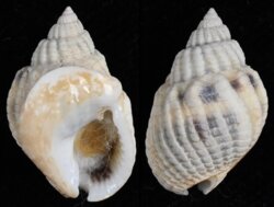 Nassarius arcularius plicatus
