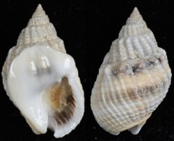 Nassarius arcularius plicatus