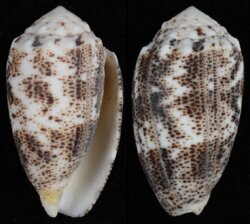 Puncticulus arenatus