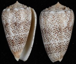 Puncticulus arenatus