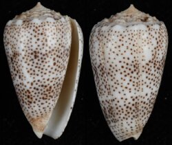 Puncticulus arenatus