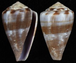 Kioconus parvulus meyeri