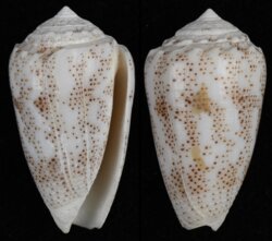 Puncticulus arenatus