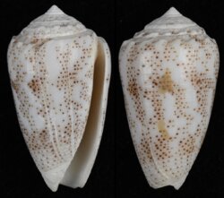 Puncticulus arenatus