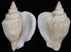 Dolomena plicata plicata