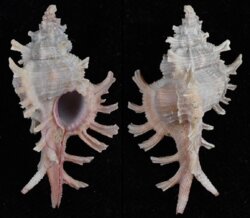Chicoreus rossiteri