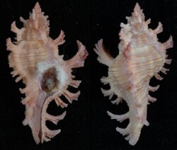 Chicoreus nobilis