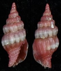 Pusia rubrum