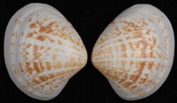 Pitar fulminatus
