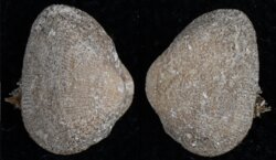 Barbatia lactea