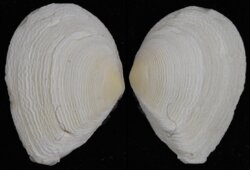 Quidnipagus palatum