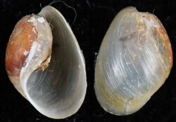 Bulla striata