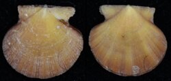 Flexopecten hyalinus