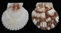 Haumea loxoides