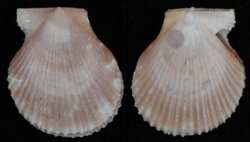 Talochlamys humilis
