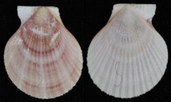 Chlamys chosenica