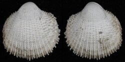 Frigidocardium exasperatum