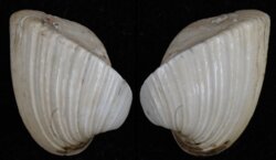 Meiocardia samarangiae