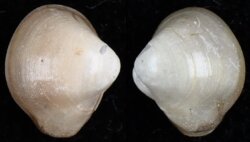 Cetomya intermedia