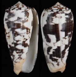 Pionoconus striatus striatus