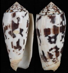 Pionoconus striatus striatus