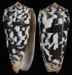 Pionoconus striatus striatus