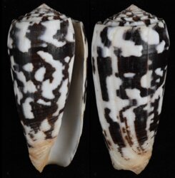 Pionoconus striatus striatus