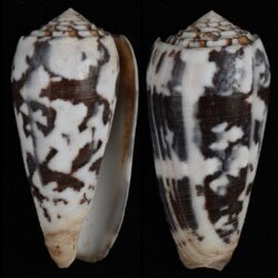 Pionoconus striatus striatus