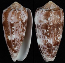 Pionoconus floccatus floccatus