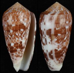 Pionoconus floccatus floccatus
