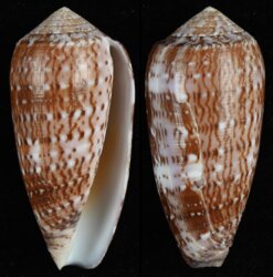 Pionoconus floccatus floccatus