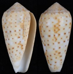 Pionoconus floccatus magdalenae