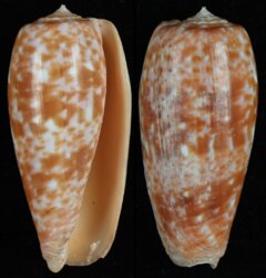 Textilia bullata