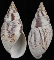 Lissachatina reticulata
