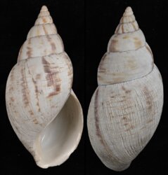 Lissachatina reticulata
