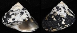 Cittarium pica