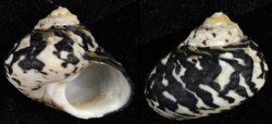 Cittarium pica
