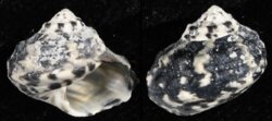 Cittarium pica