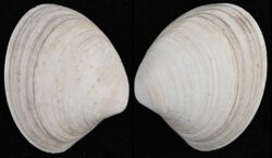 Pitar rostratum