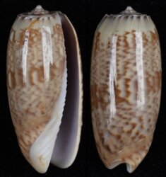 Oliva pacifica