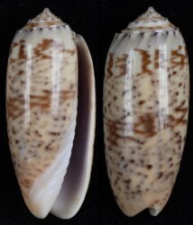 Oliva pacifica