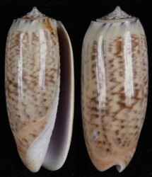 Oliva pacifica